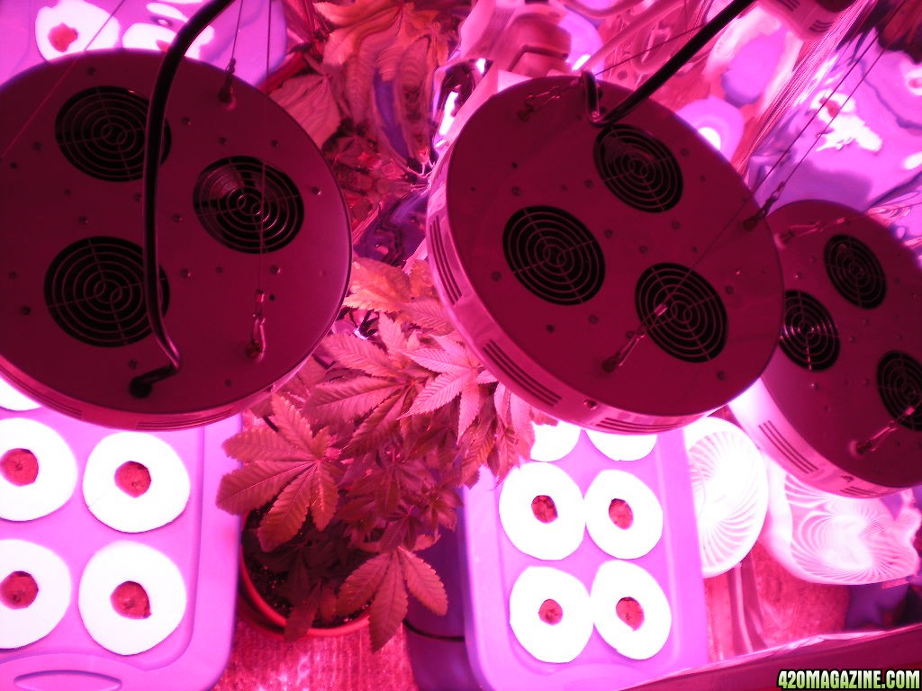 Newlights_13.JPG