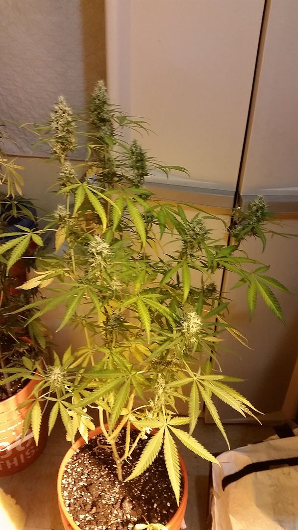 skunk1-2_zpsuywrqmqi.jpg