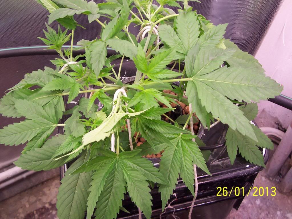 100_3268_zps409e8866.jpg