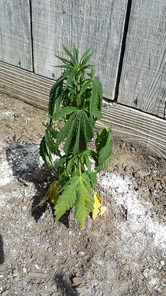 plant11.jpg
