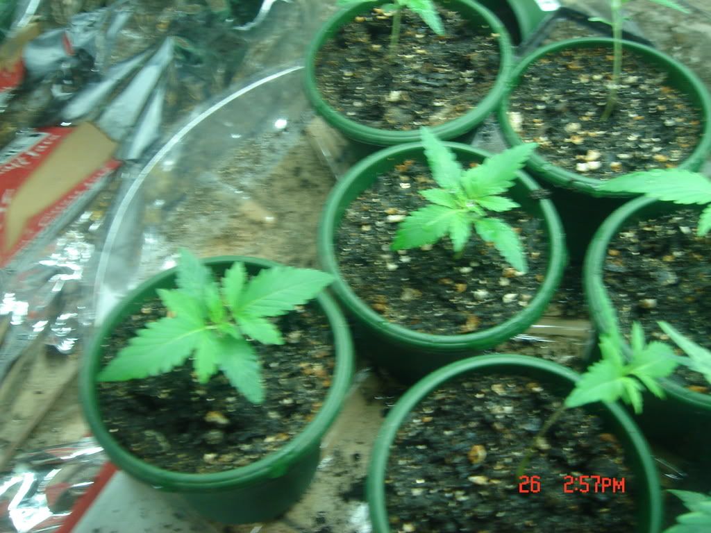 DSC01448.jpg