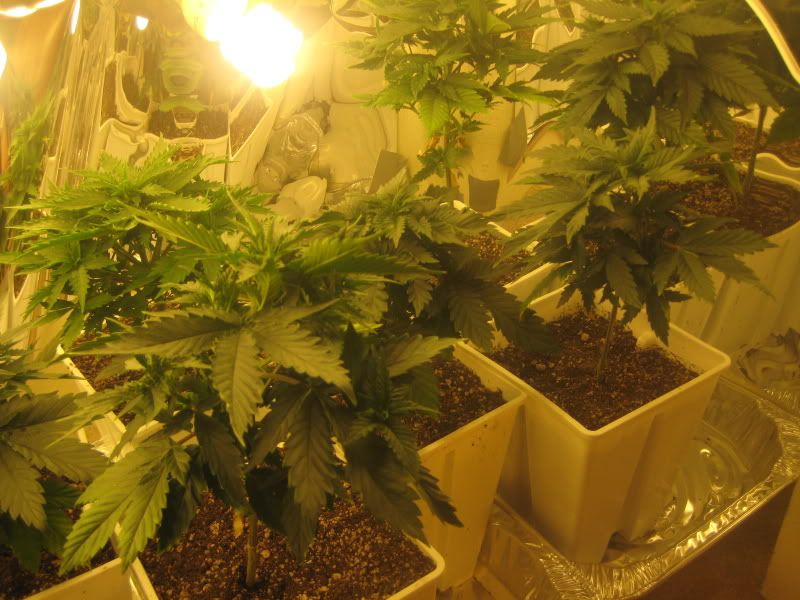 plants082.jpg