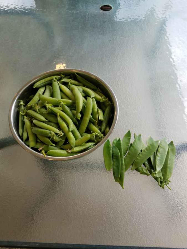 621peas.jpg