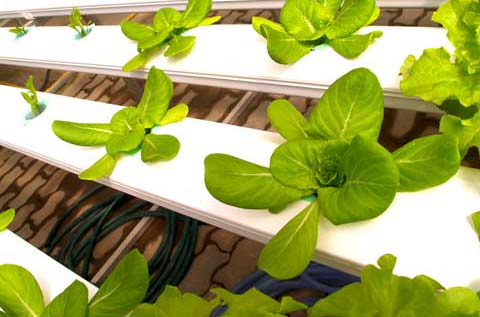 aeroponics.jpg