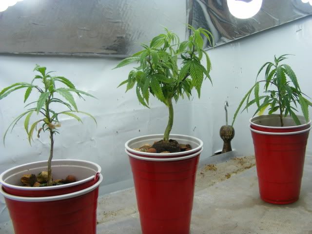 DSCF5524.jpg
