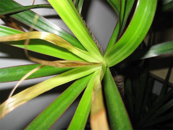 palm1.jpg