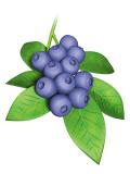 blueberry-drawing-sm.jpg