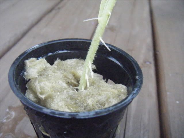 DSCF1725.jpg