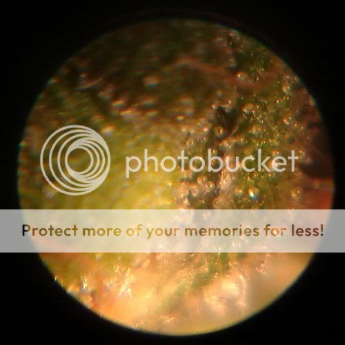 ChopZombie-macro.jpg