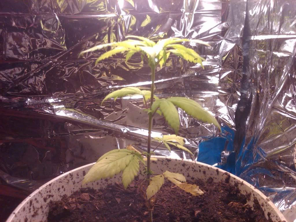 plant16.jpg