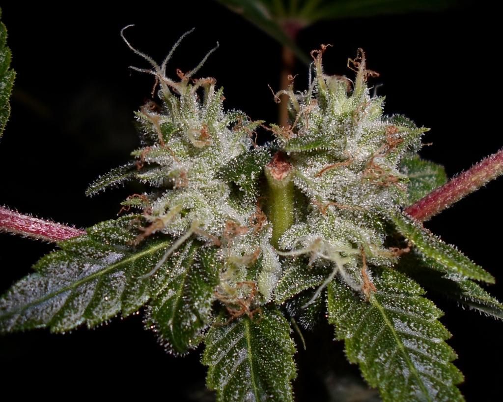 Daybreaker6weeks_zps8884abf8.jpg