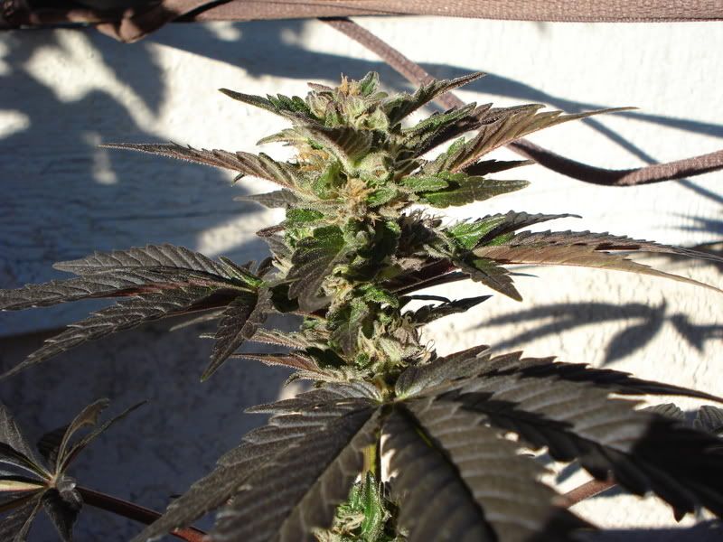 plant042.jpg