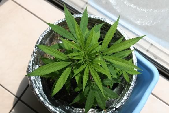 plant2.jpg