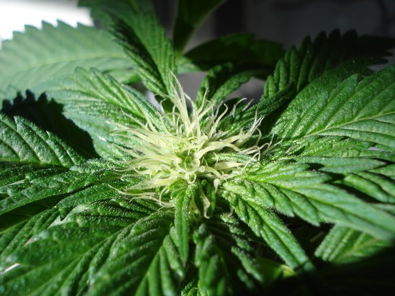 plant0037.jpg