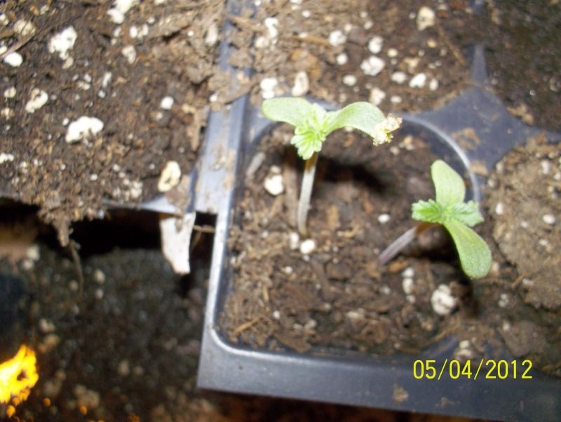 seedlings002-3.jpg