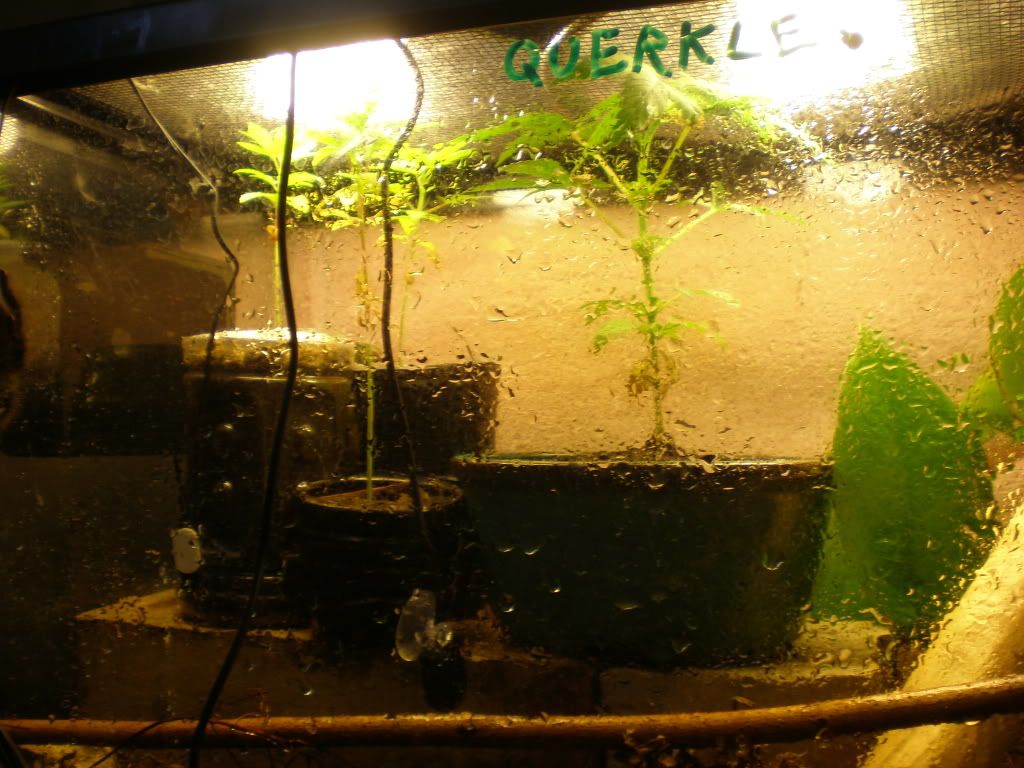 P3110005.jpg