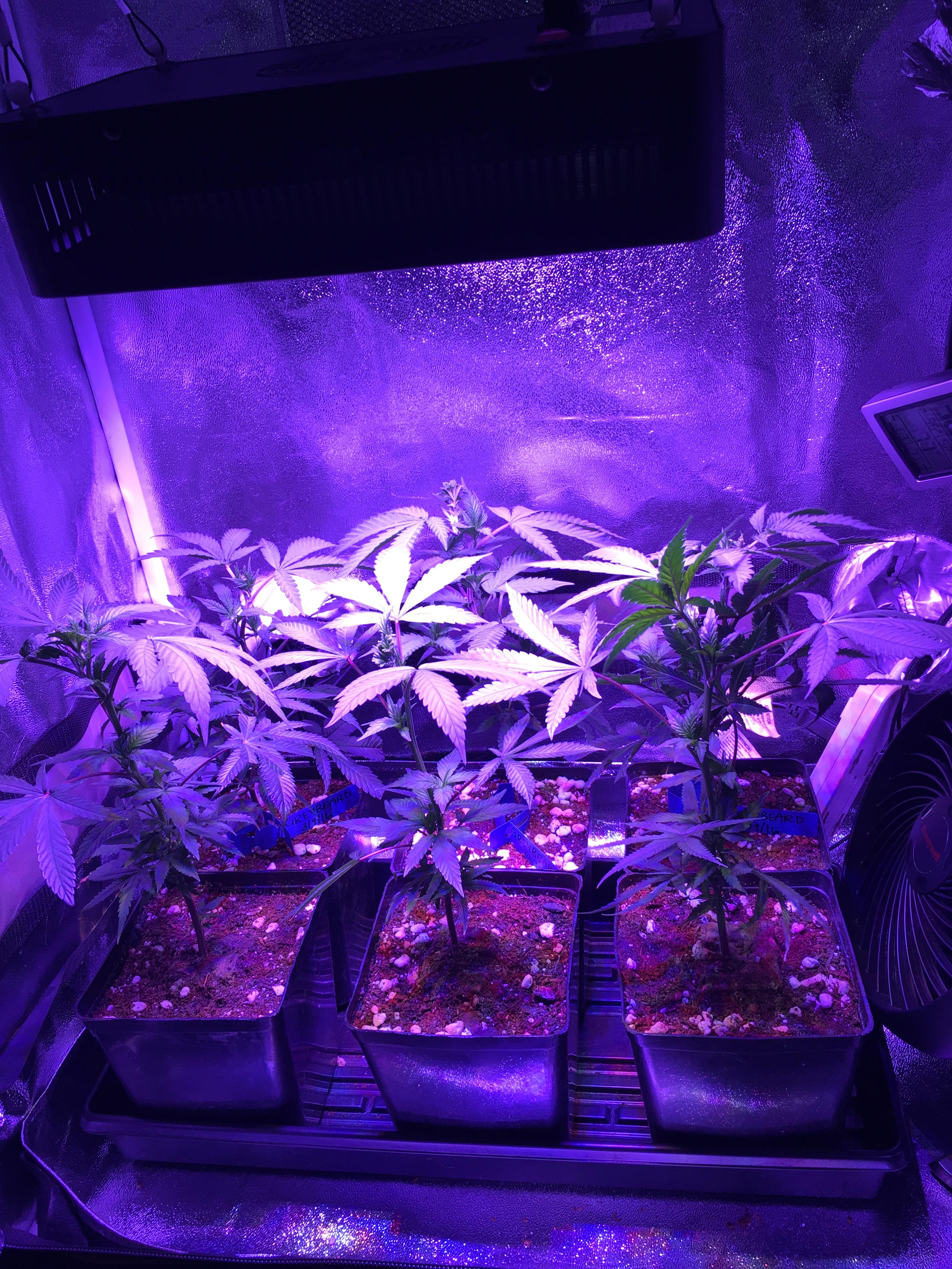 ViparSpectra 300Watt LED Micro Grow Tent! | Rollitup
