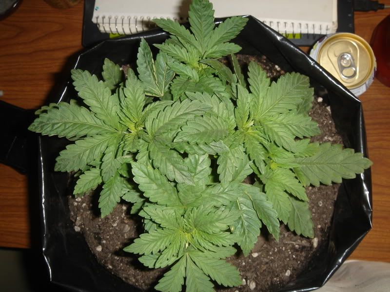 plants003.jpg