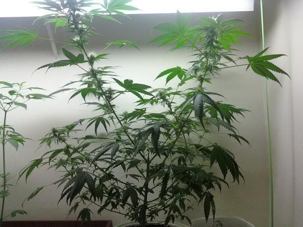 downsized_0825081130.jpg