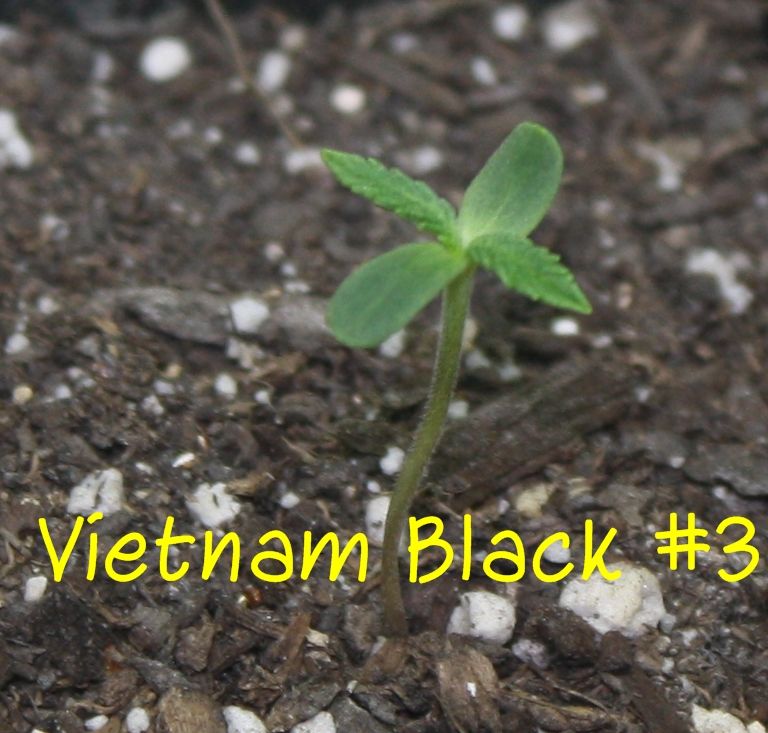 vb3_zps2d2a98ec.jpg