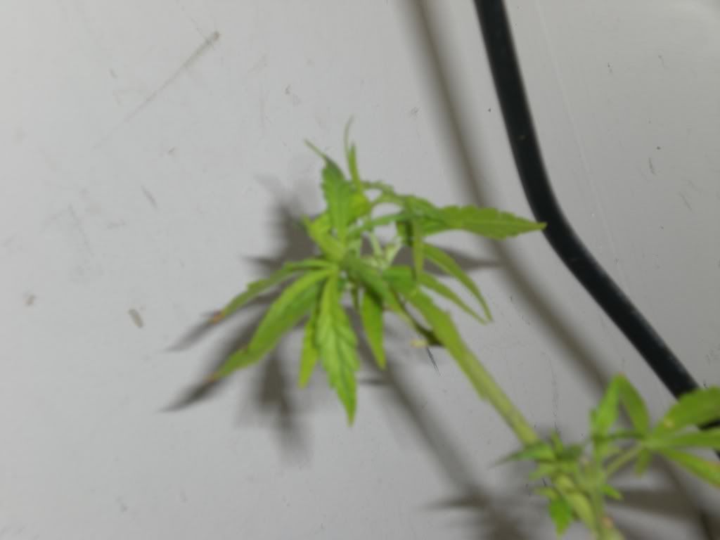 CIMG0252.jpg