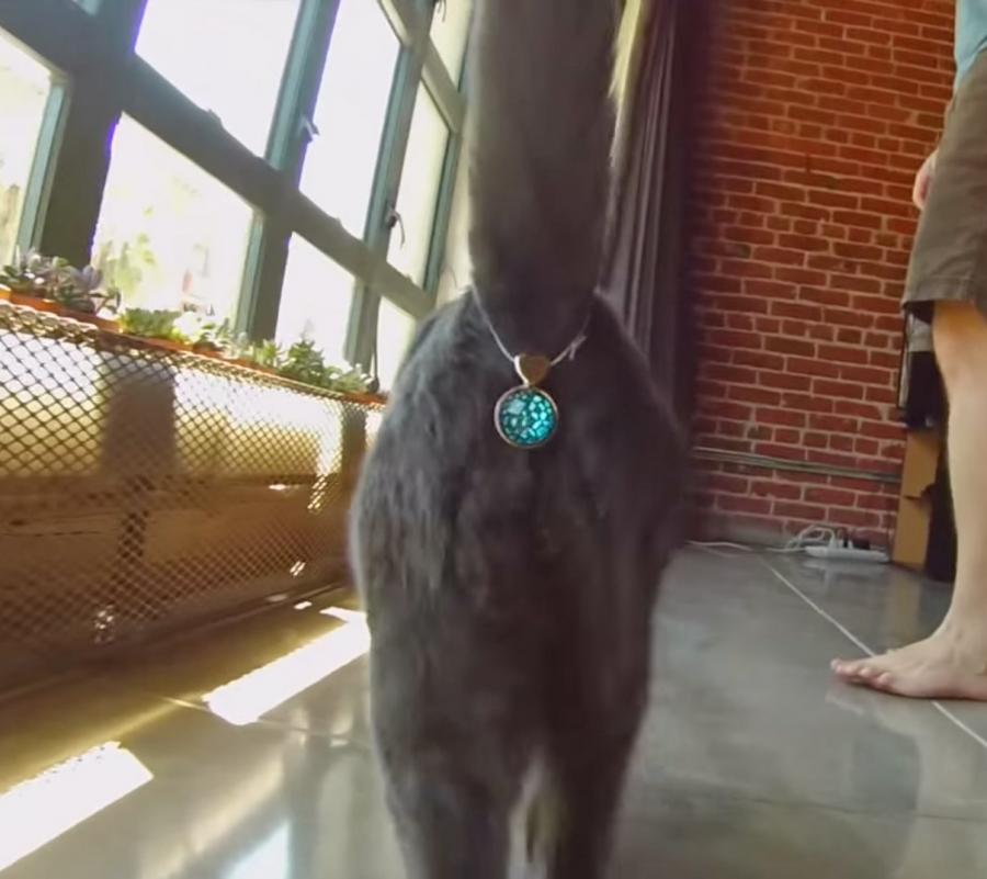 twinkle-tush-covers-your-cats-butt-with-a-jewel-0.jpg