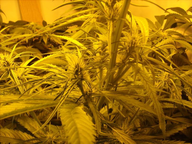 plants14005.jpg