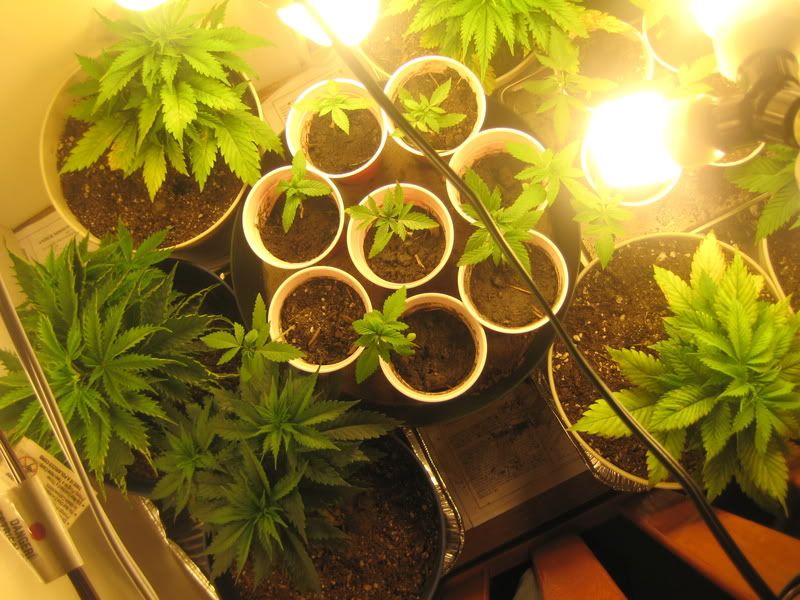 plants034.jpg