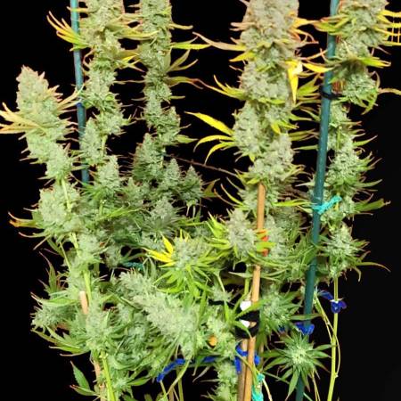 growdiaries.com