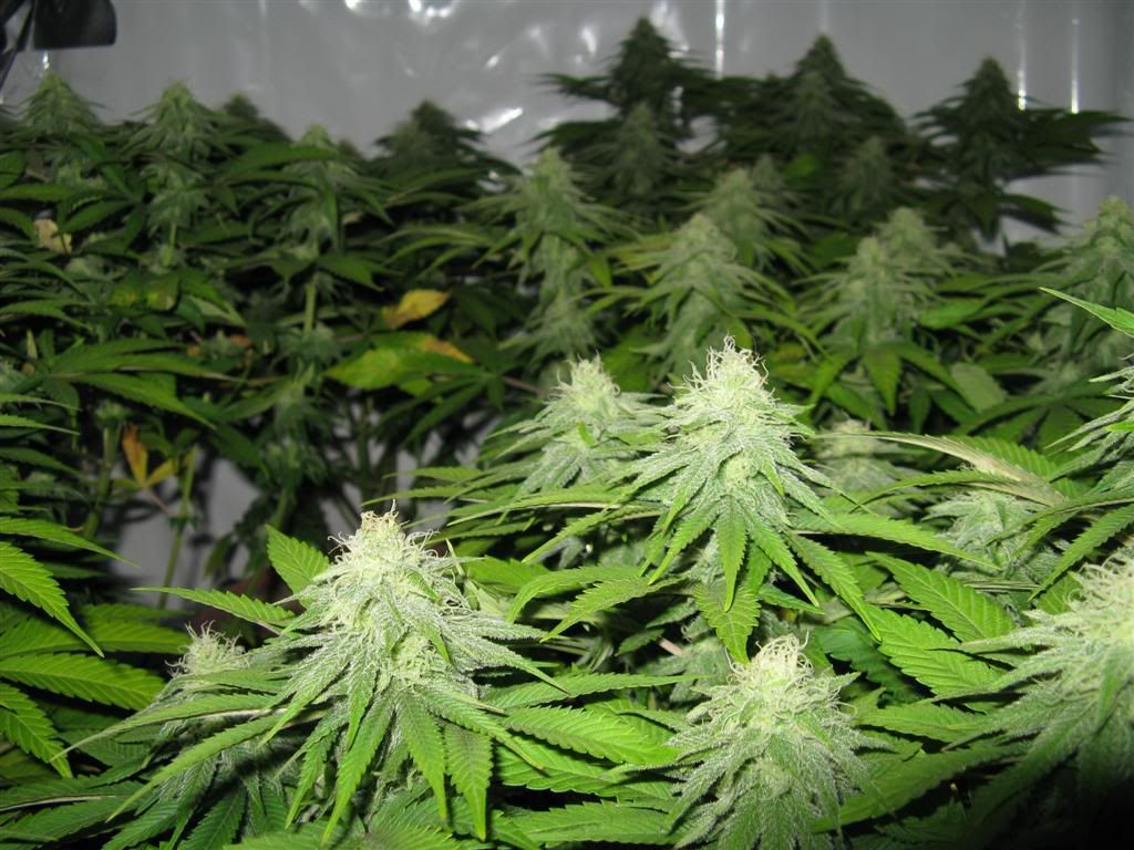 Day30flowering006Large.jpg