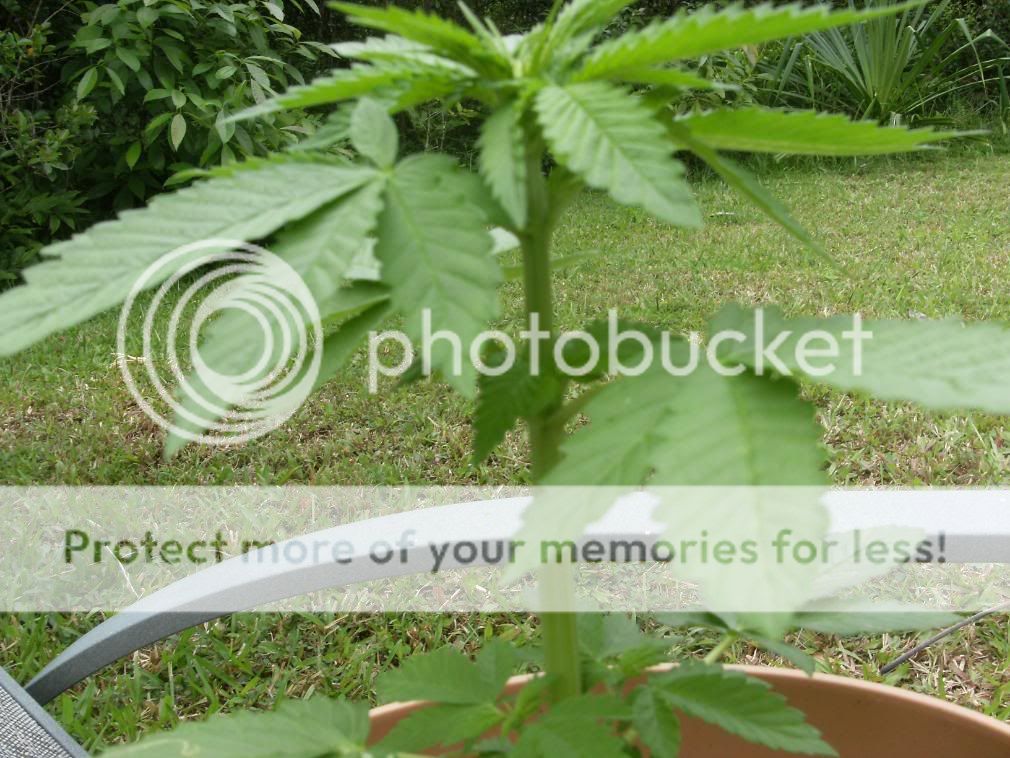 NewerPics004.jpg