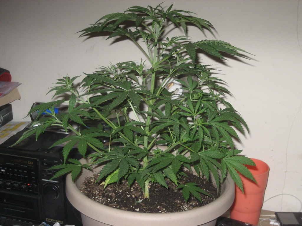 junior006.jpg