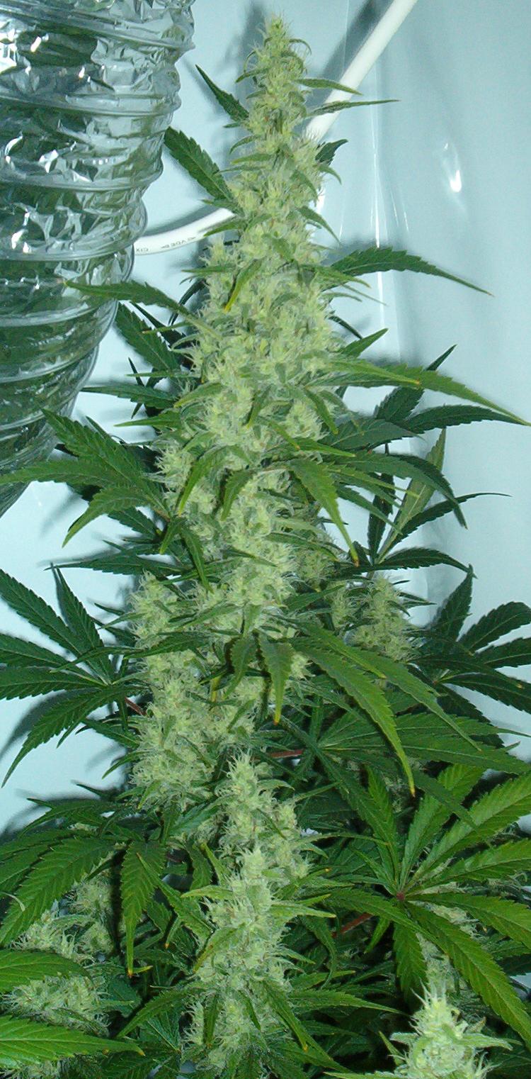 Cannabis_flowering.jpg