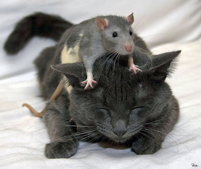 cat-%26-mouse-4.jpg
