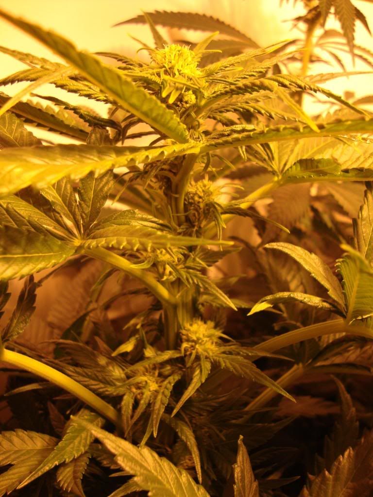 veg013.jpg