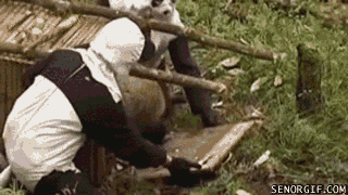e54H6Pwp1USxtVbIcbZRig2.gif