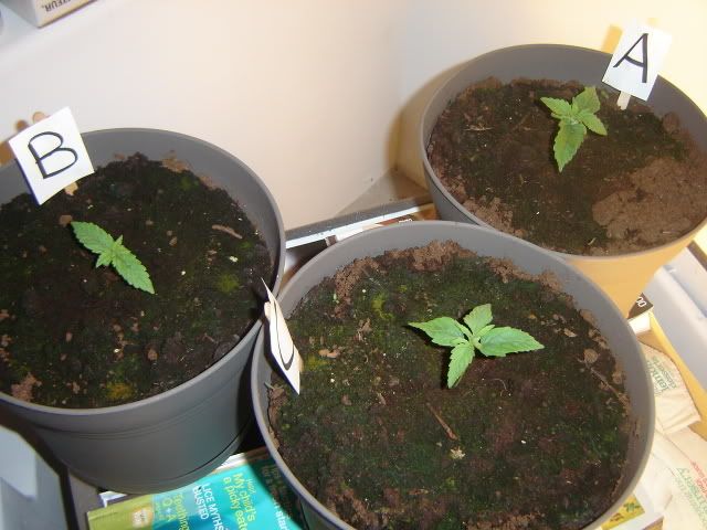 DSC08490.jpg