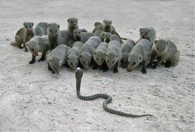 mongoose650.jpg