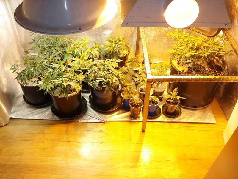 veg10-1.jpg