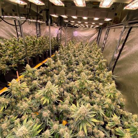 growdiaries.com