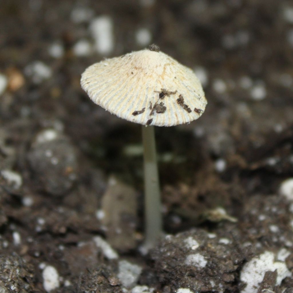 shroominptsmartpot.jpg