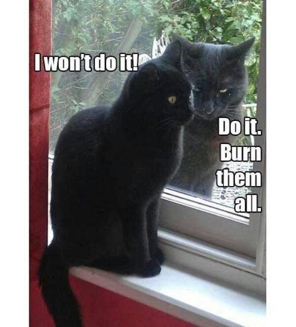 e00813b14ccaabbd9224266424bcb451--happy-things-funny-things.jpg