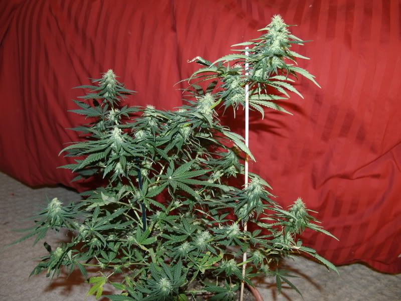 51-17-09.jpg