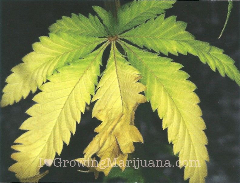nitrogen-weed-plant-problems1.jpg