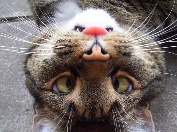 upside+down+cat.jpg