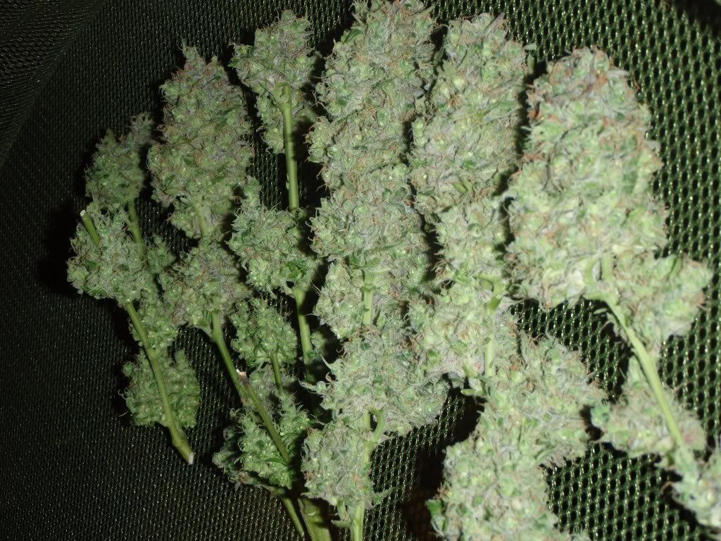 dpxtwes7_1024x768.jpg