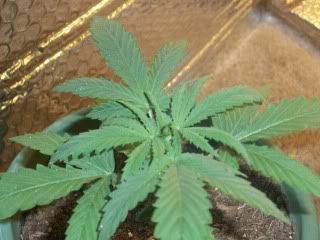 100_0799.jpg