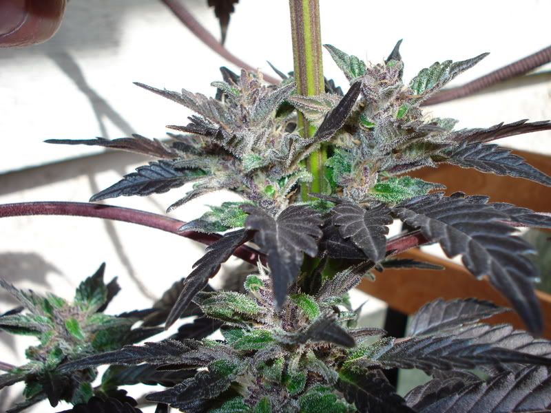 plant091.jpg