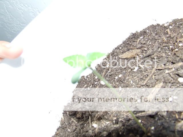 DSCF1608.jpg
