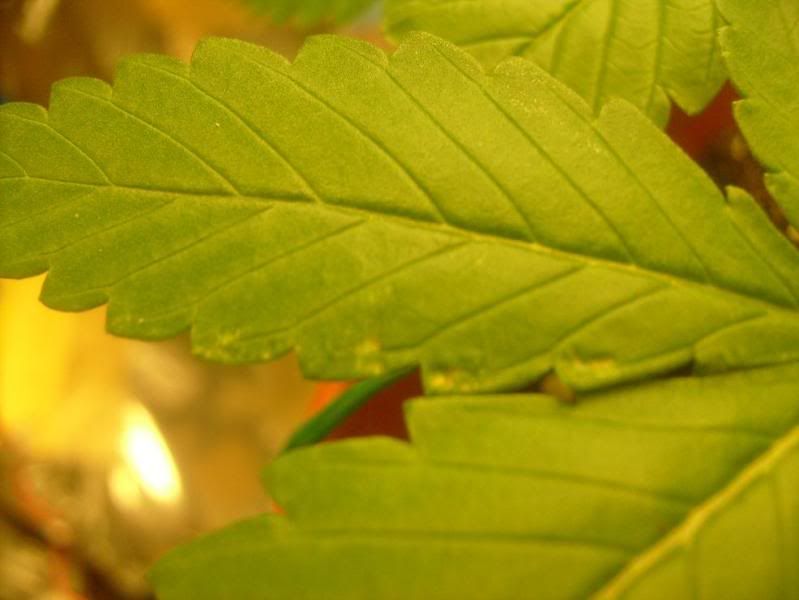 S6303333.jpg